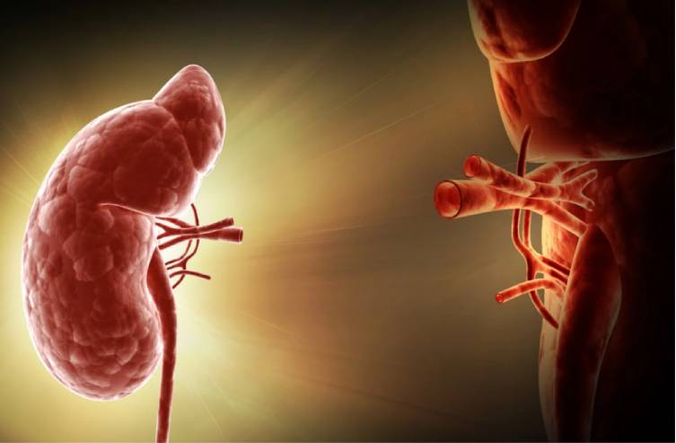 Kidney-Transplant